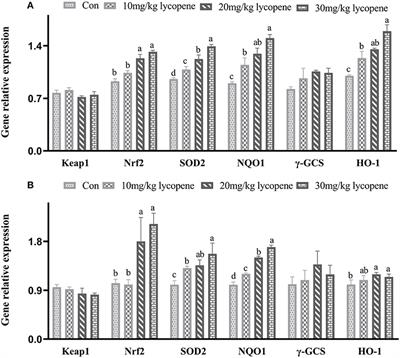 Effect of Lycopene on the Growth Performance, Antioxidant Enzyme Activity, and Expression of Gene in the Keap1-Nrf2 Signaling Pathway of Arbor Acres Broilers